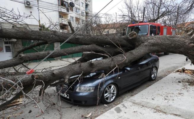 Дърво смаза автомобил с човек вътре в Харманли