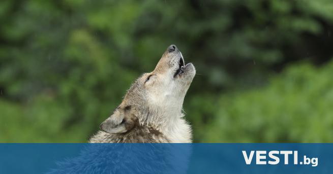 Вълци заразени с паразит, променящ съзнанието