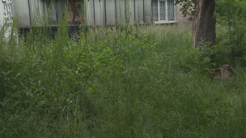 Деца играят в близо 2 метра неокосена трева в столичния квартал "Борово"