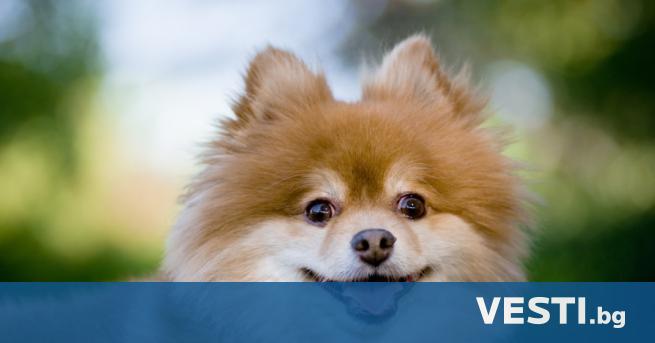 Кола блъсна и уби пеещото куче Жаклин