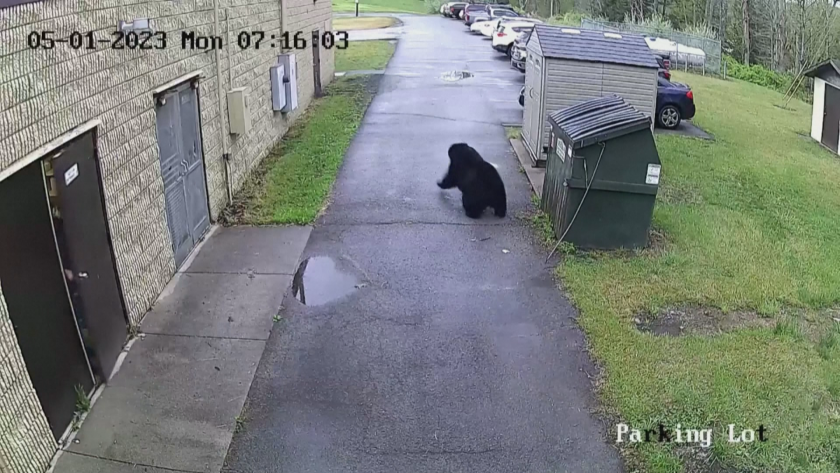 Мечка изскочи от кофа за боклук в училище в САЩ