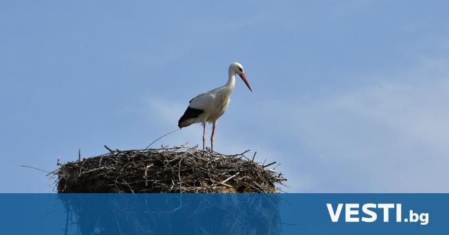 Малък щъркел в безпомощно състояние бе спасен в Кубрат