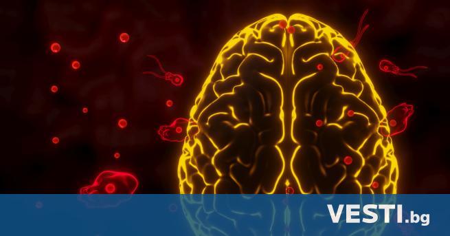 Смъртоносна мозъкоядна амеба в САЩ: Втора жертва за две седмици
