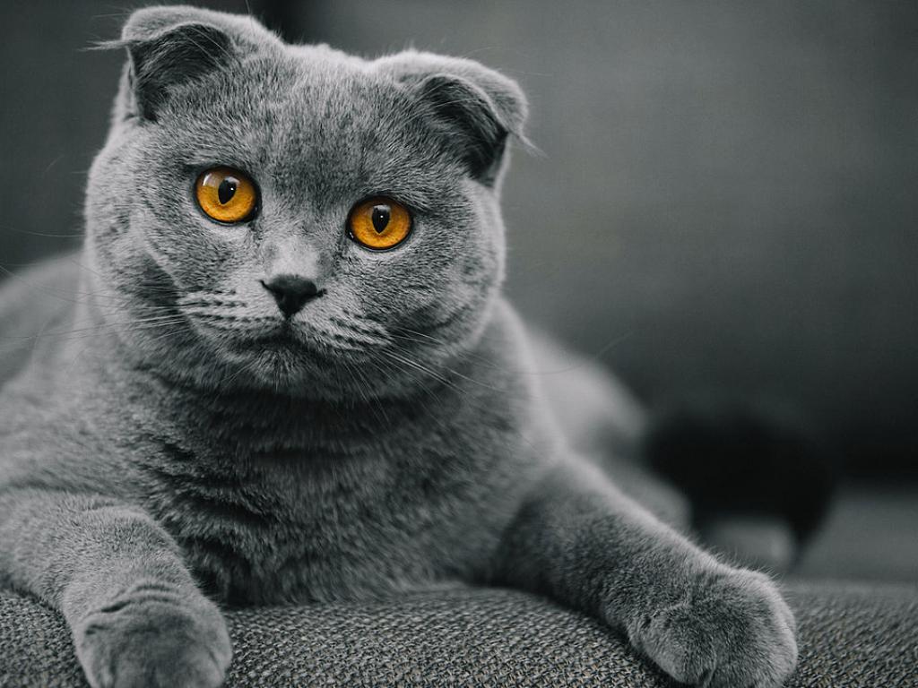 Спасиха котка в Москва, която била изоставена с дни в кола