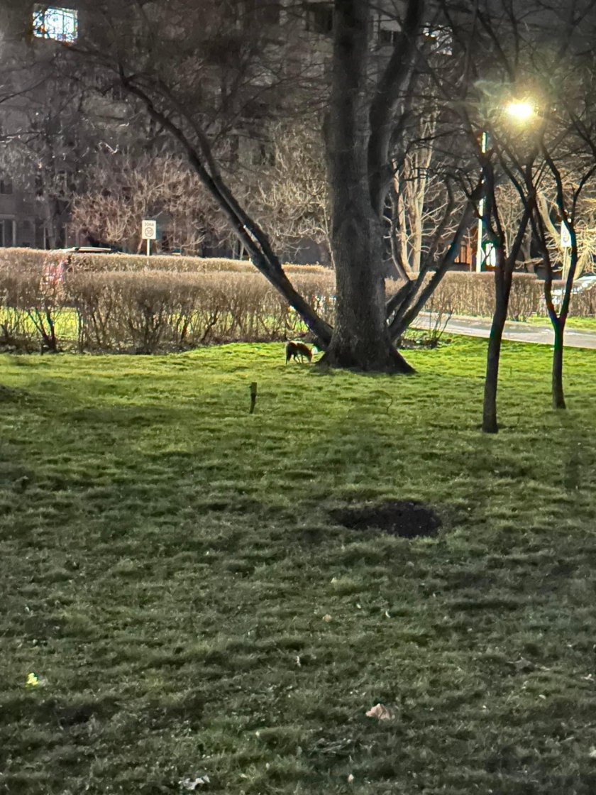 Чакали се появиха в Морската градина в Бургас (СНИМКИ)