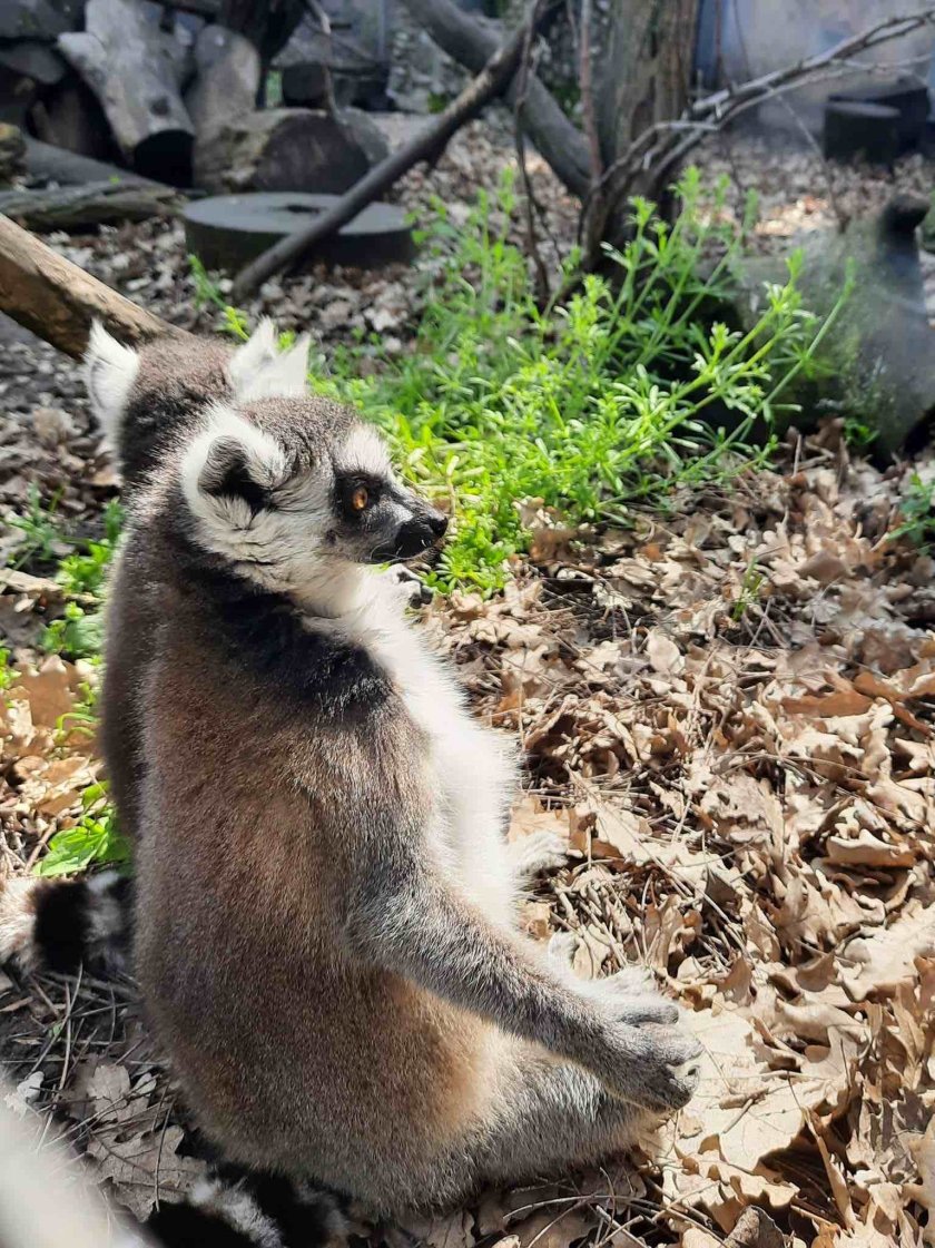Бебе лемур се роди в зоопарка в Айтос