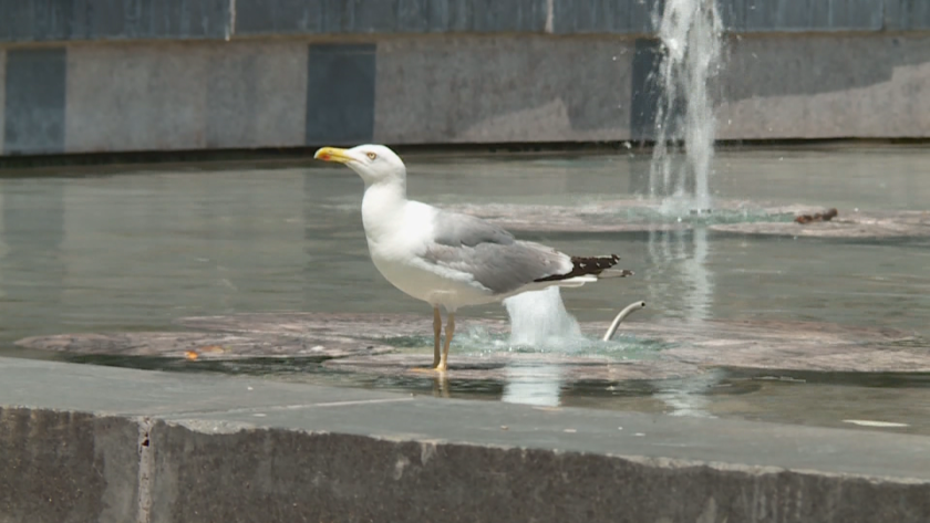 Лични лекари предлагат да се въведе сиеста заради жегите