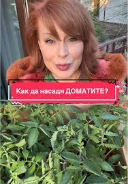 Мира Добрева отгледа домати на балкона