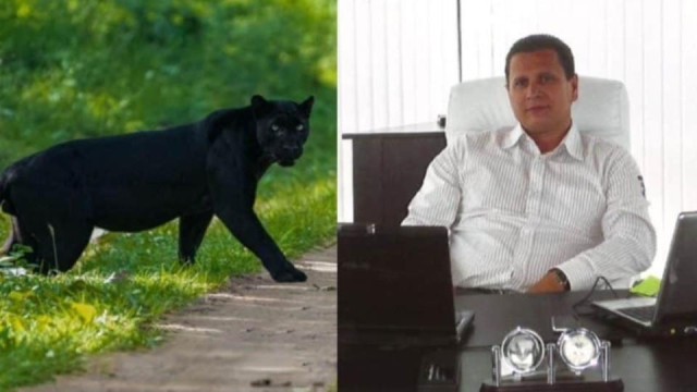 Черната пантера от Шумен се оказа домашен любимец – разхожда се навън, но се прибира при стопанина си