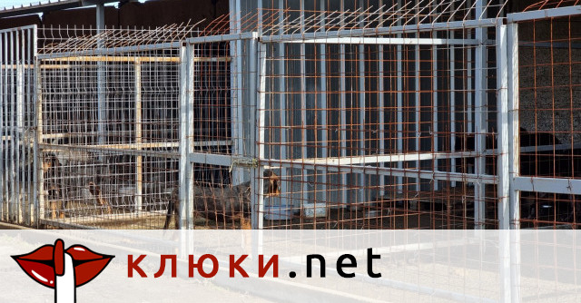 Мъж разби приют в Благоевград, за да си открадне кучето