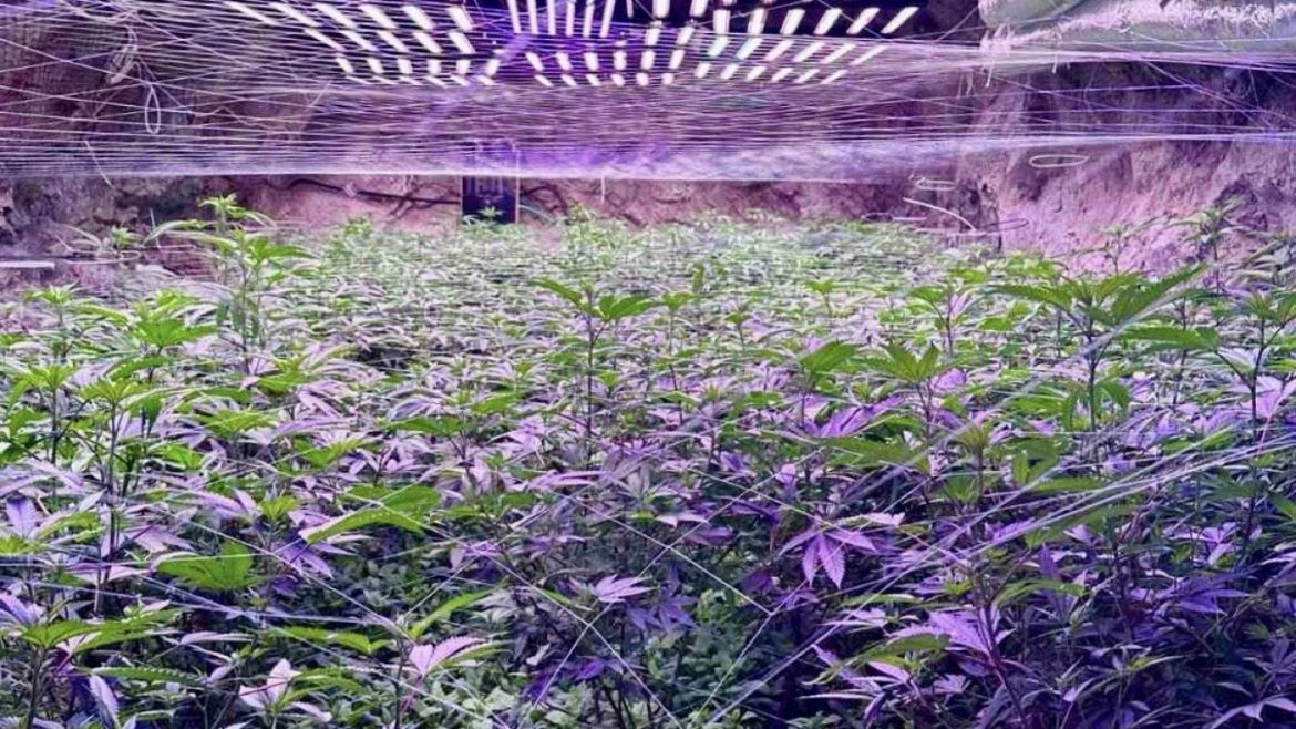 Ексклузивно! Според оперативна информация от ГДБОП зад заловената наркооранжерия край Кюстендил стои Даниел Стефанов-Дъмпела